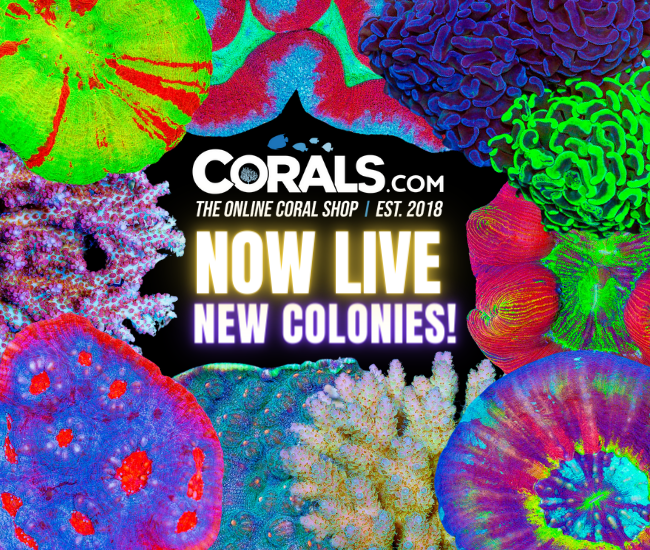 new corals 5.7.png