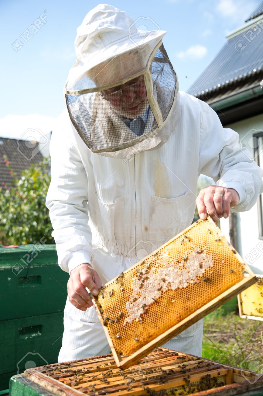19686560-Beekeeper-checking-a-beehive-to-ensure-health-of-the-bee-colony-or-collecting-honey-Stock-Photo.jpg
